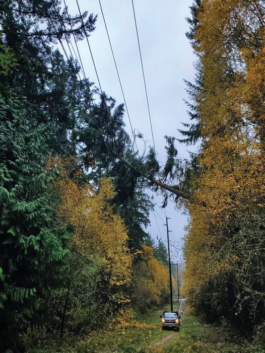 Fallen trees accounted for many of the power outages caused by Monday’s windstorm.